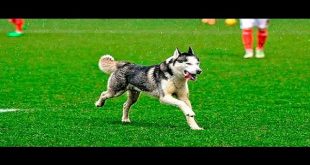 Animals on the Football Pitch